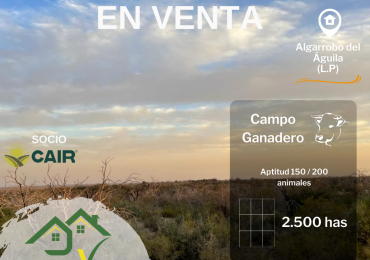 CAMPO GANADERO